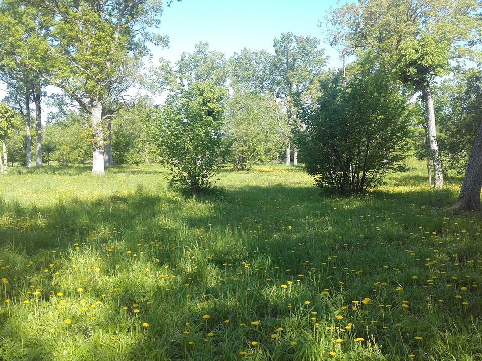 Ängsmark
