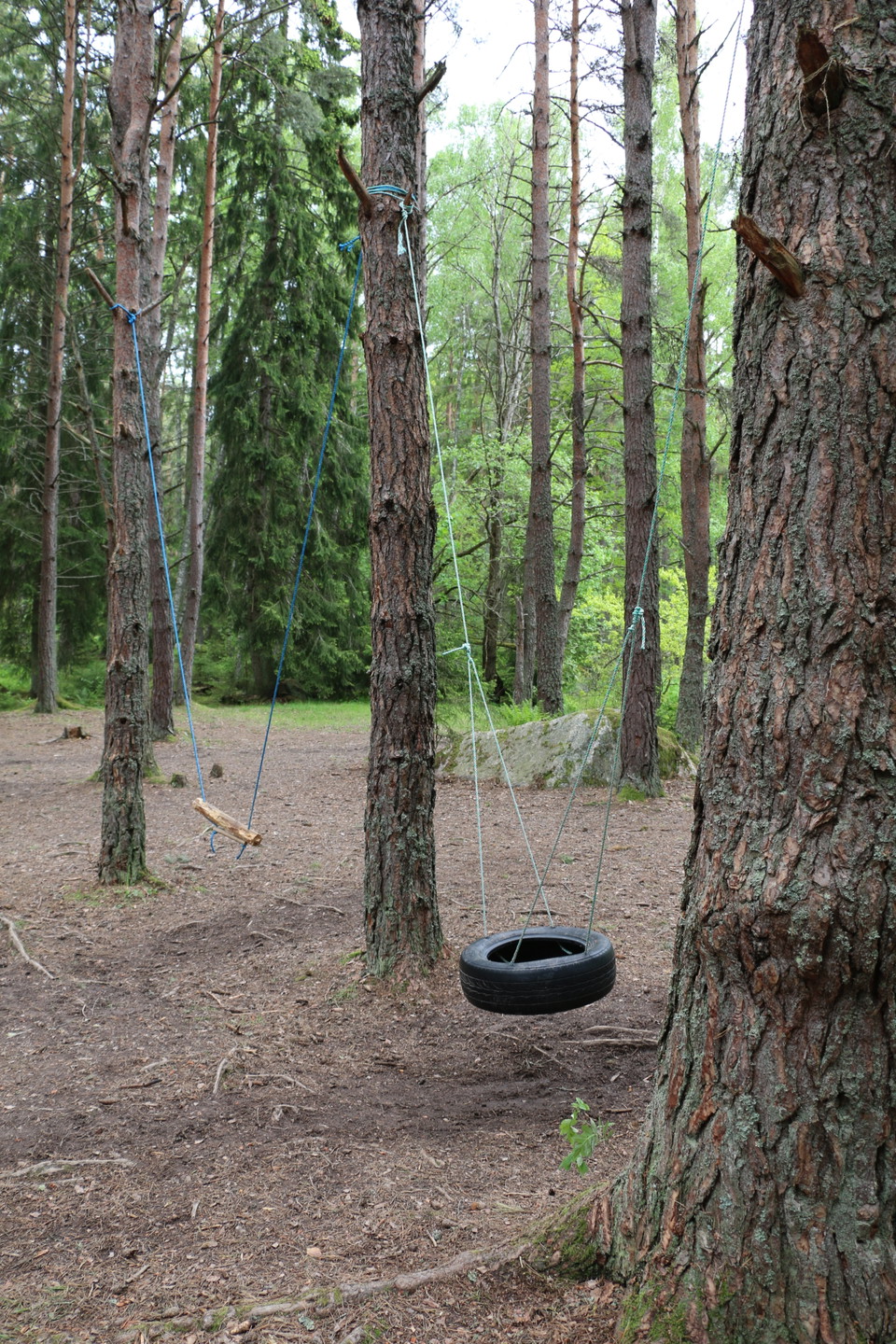Gungan gjord av en trädgren. Hänger i blåa rep som sitter fast i träd.