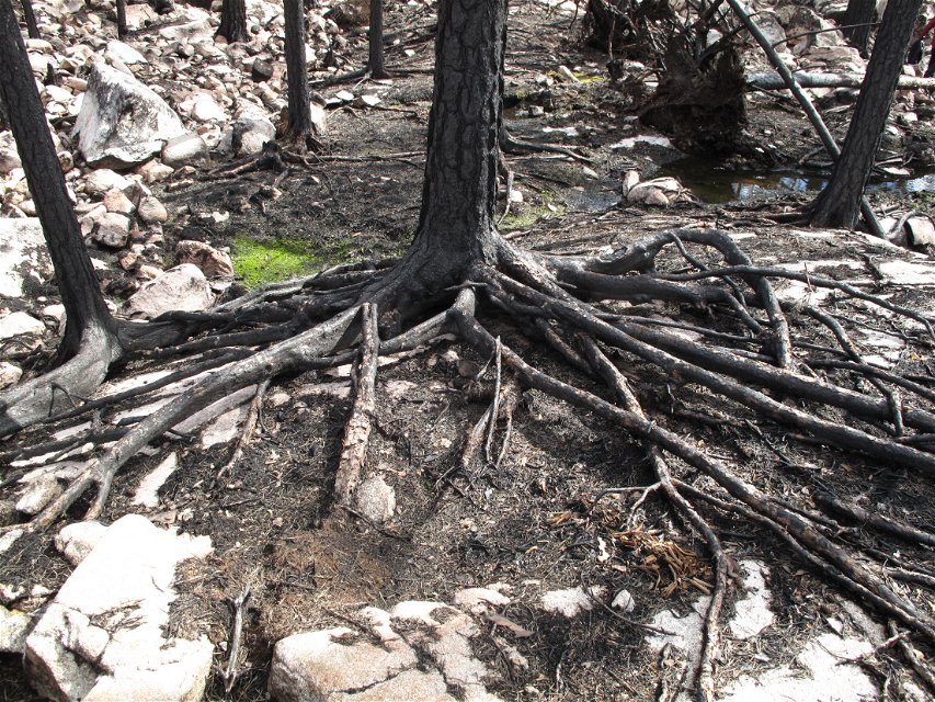 Brända trädrötter ligger nakna över mark.