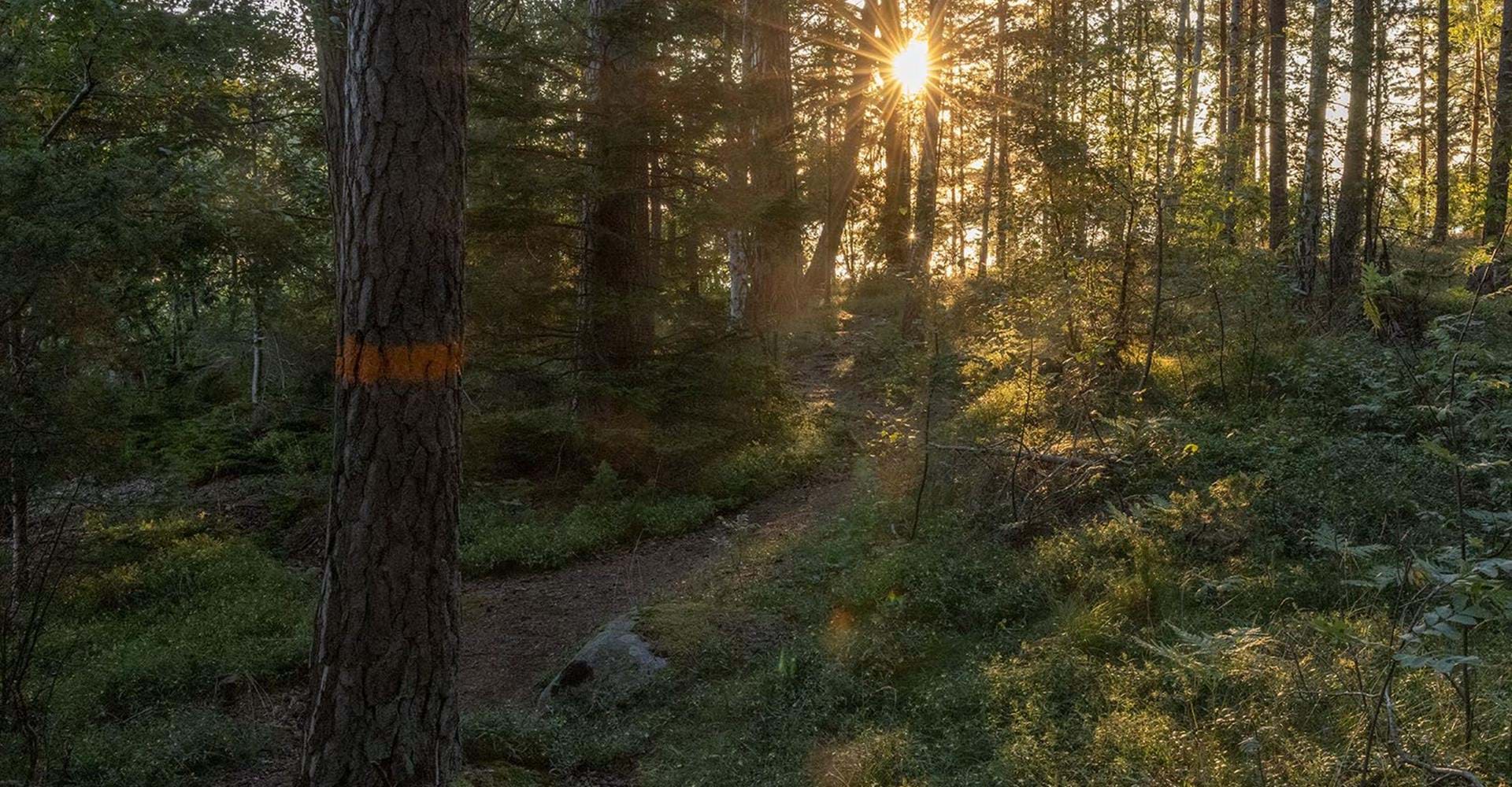 Stigen går genom vacker tallskog.
Rundslinga Medevi - Torpa Sand.
Motala.