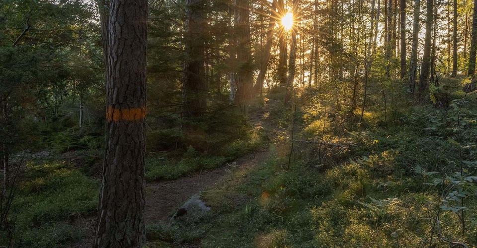 Stigen går genom vacker tallskog.
Rundslinga Medevi - Torpa Sand.
Motala.