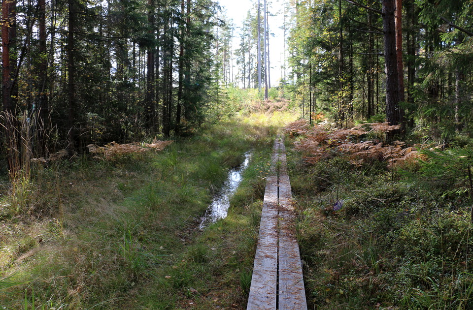 Spång över vått parti längs med stigen.