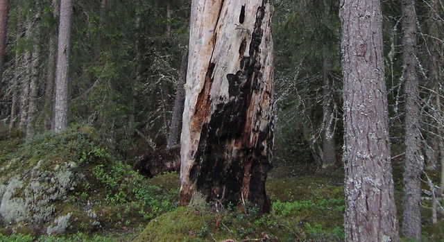 Klimparna, Naturreservat