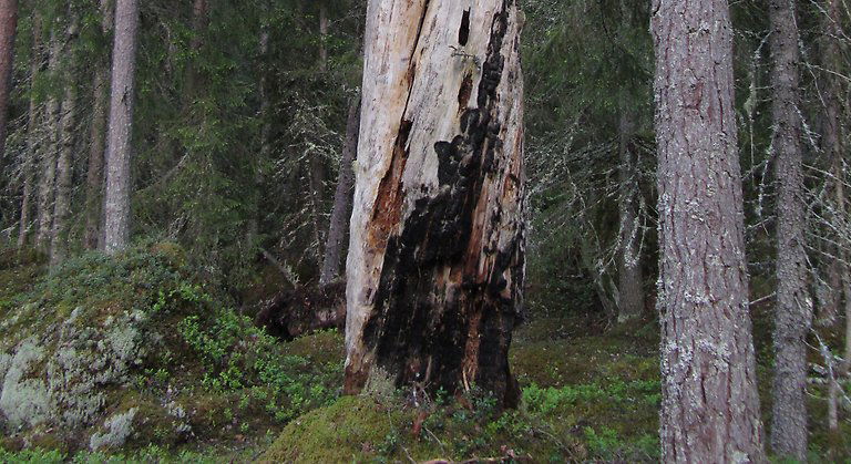 Klimparna är ett sammanhängande, till stora delar väglöst område, med brandpräglad naturskogsartad barrskog. Foto Helena Persson