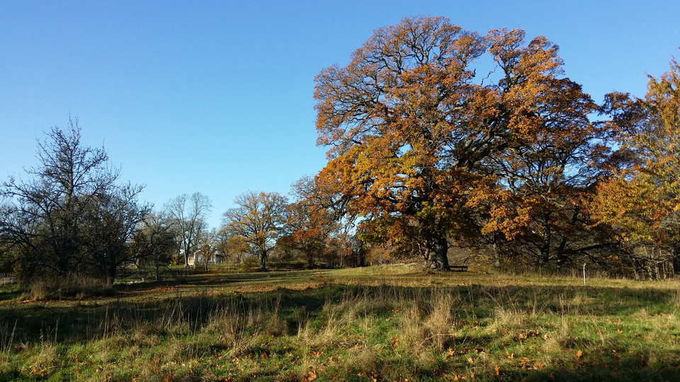 Ek i hästhage vid Hustegaholm. Foto Lidingö stad