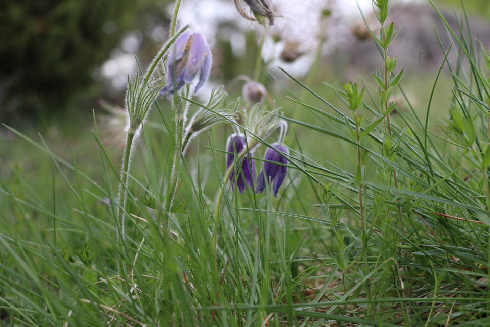 Blommor i gräset.