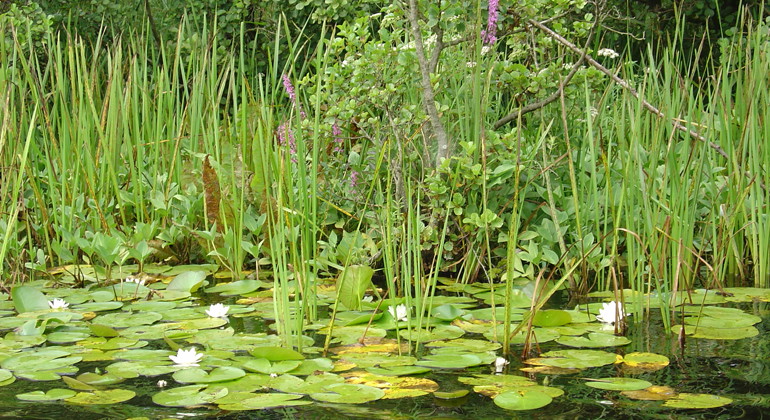 Näckrosor.