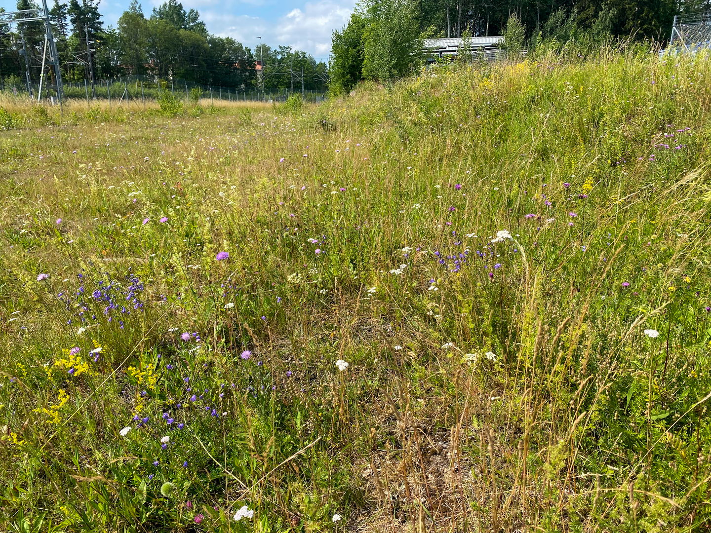 Järnvägsspåret, örtbacke, bilden visar en äng i en slänt bredvid järnvägsspår.