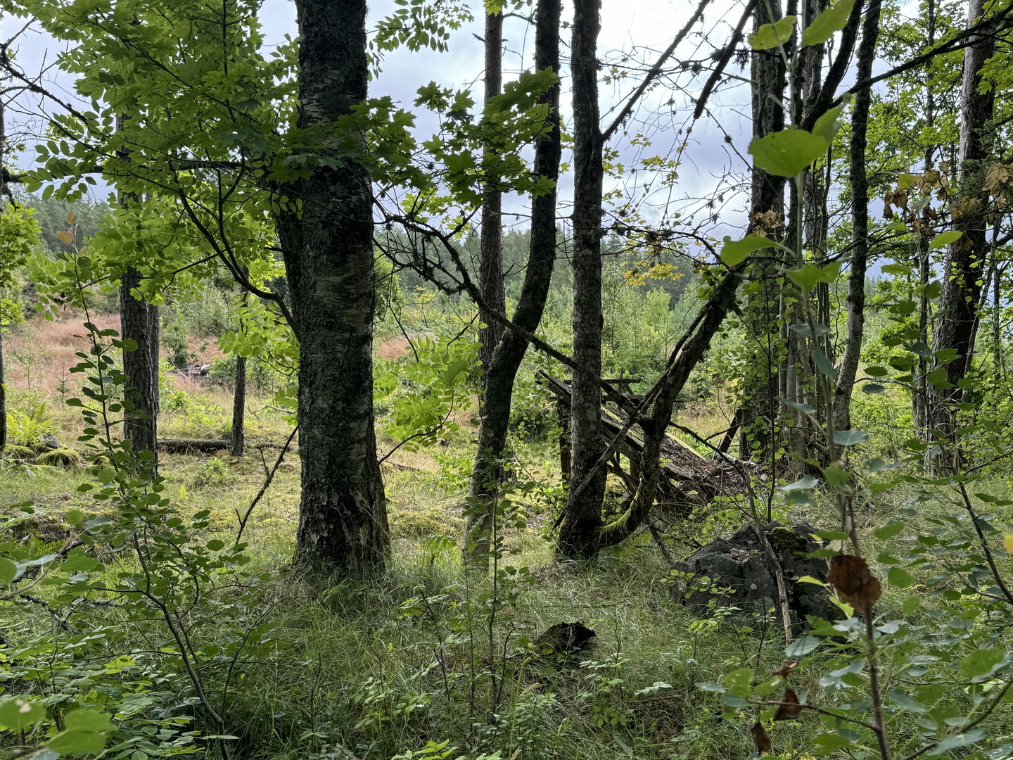 Bild på träd och grönska vid naturreservatet