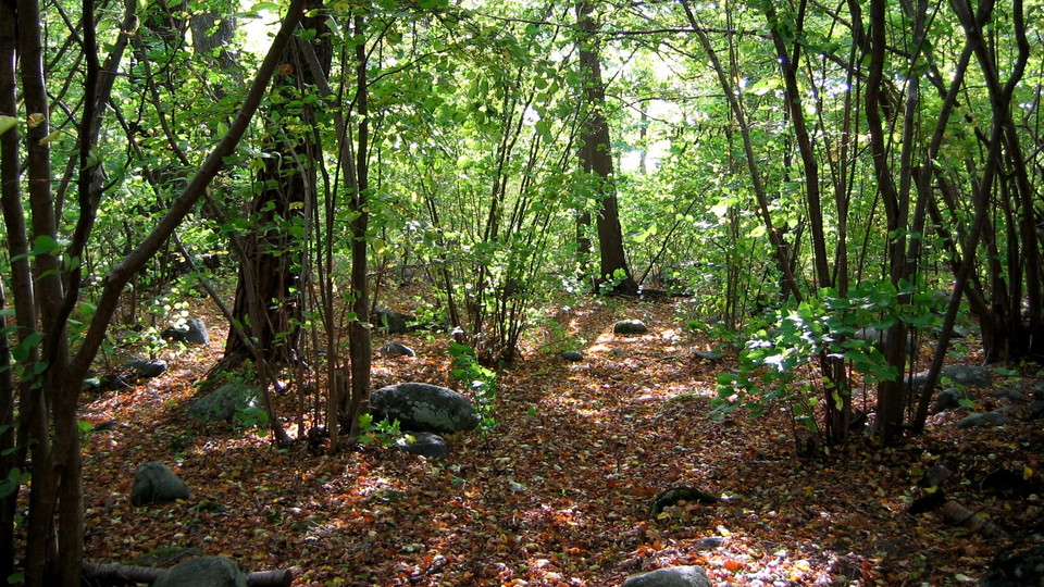 Hassellund i Larsbergs ekbacke. Foto Lidingö stad