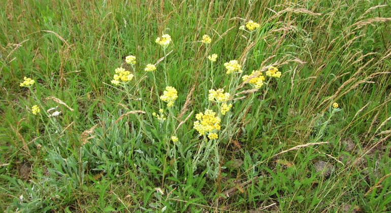 Hedblomster.