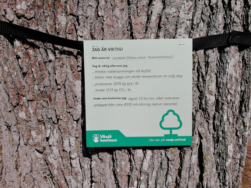 Träd ger mer än skugga