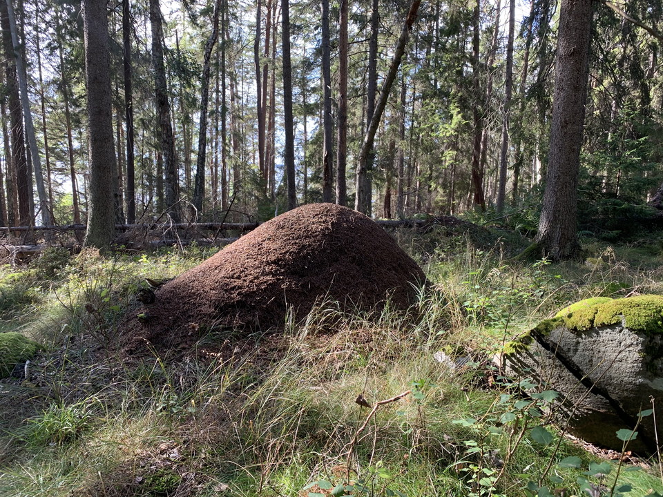I reservatet finns många riktigt stora myrstackar. Spännande inte minst för barn! 