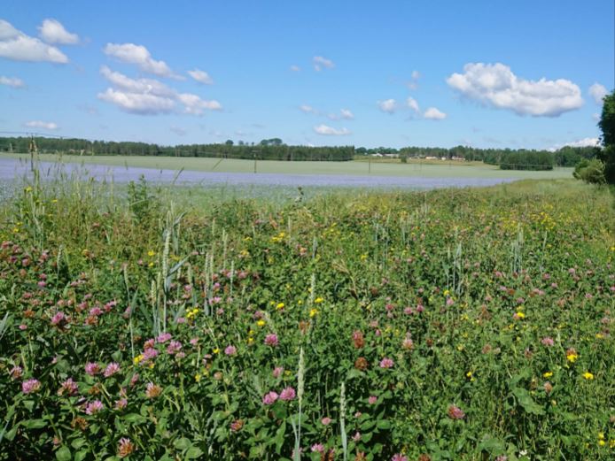 Bild på hur den blommande gräsmarken kan komma att se ut.