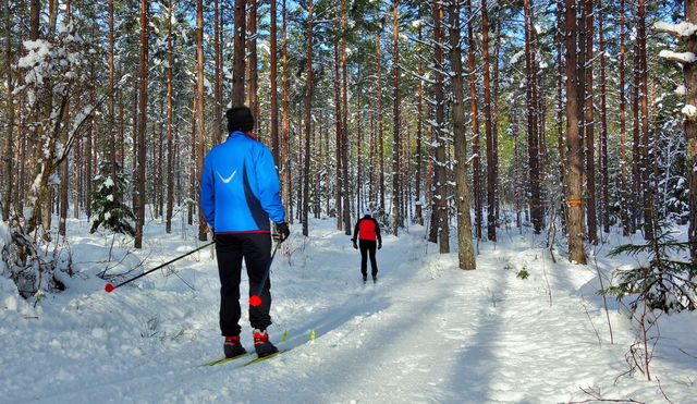 Jursla gammelskog