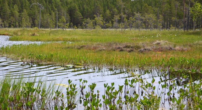 Vattenklöver grönskar i tjärn. Foto.