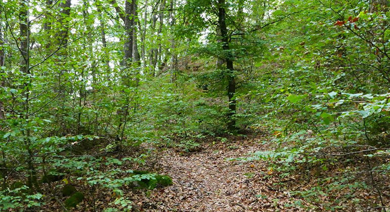 Grönskande skog och bruna löv på marken