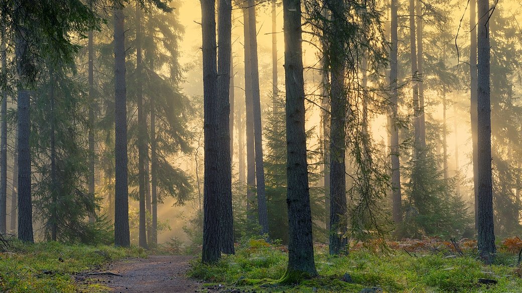 Skog i Elfvik. Foto Eddie Granlund