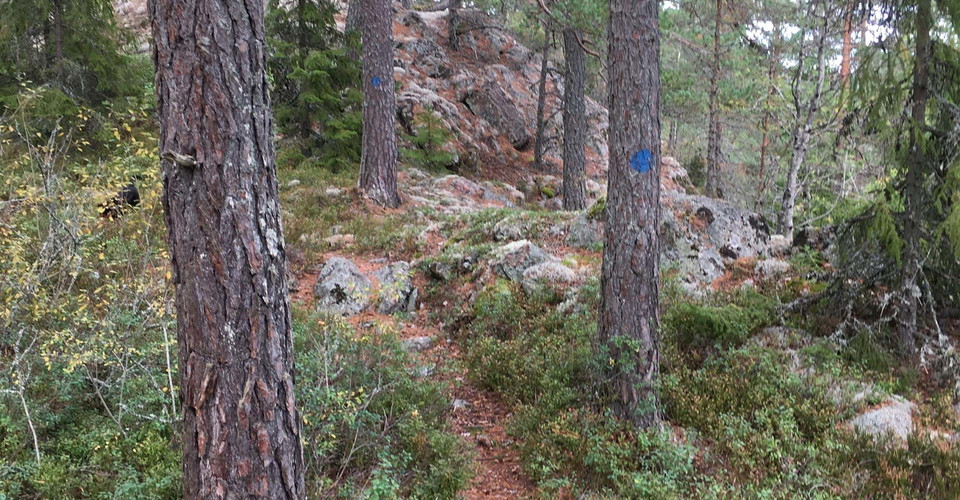 Vandring längs vackra skogsstigar.