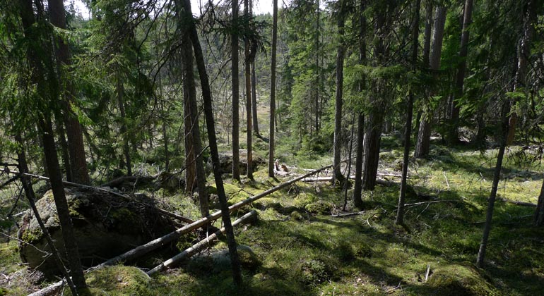Längst österut i reservatet ligger myren.