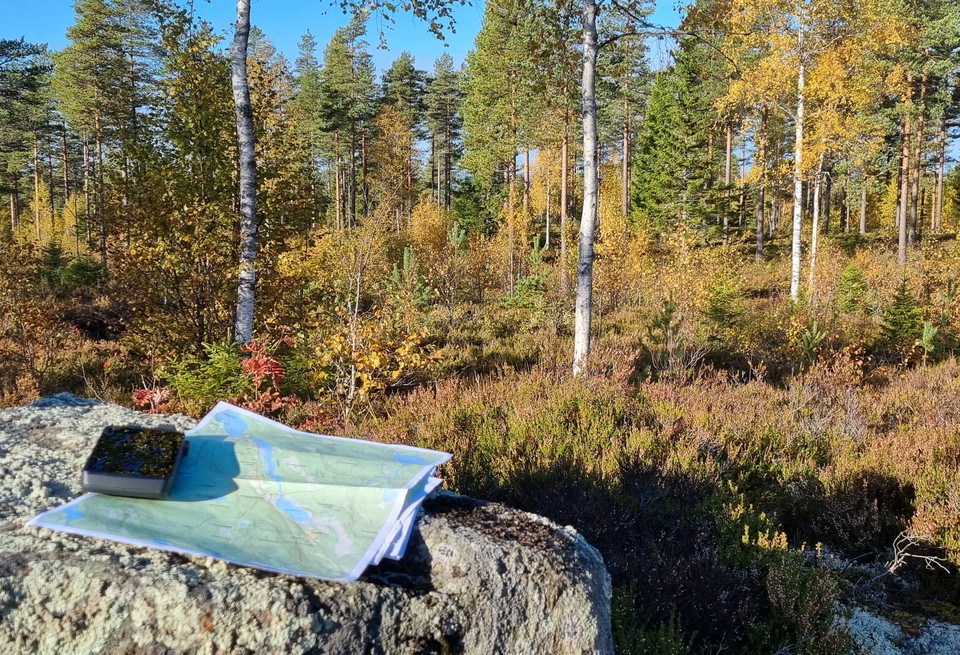 Heather and sparse mixed forest on rocky ground.