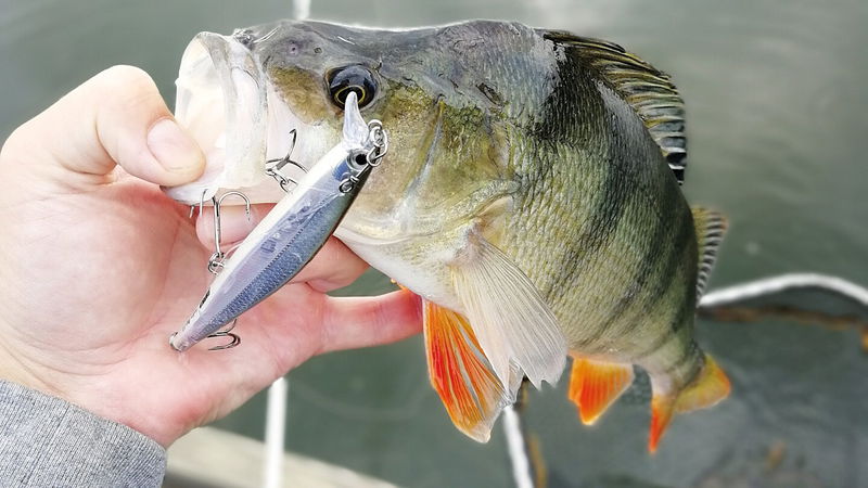 Learn more about spin fishing for perch