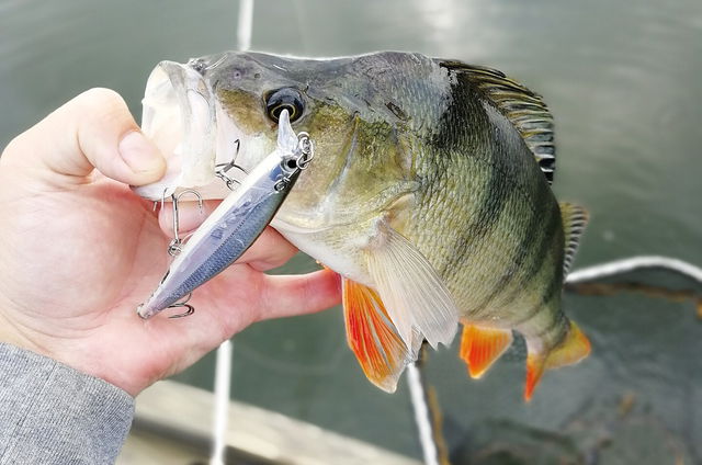 Learn more about spin fishing for perch