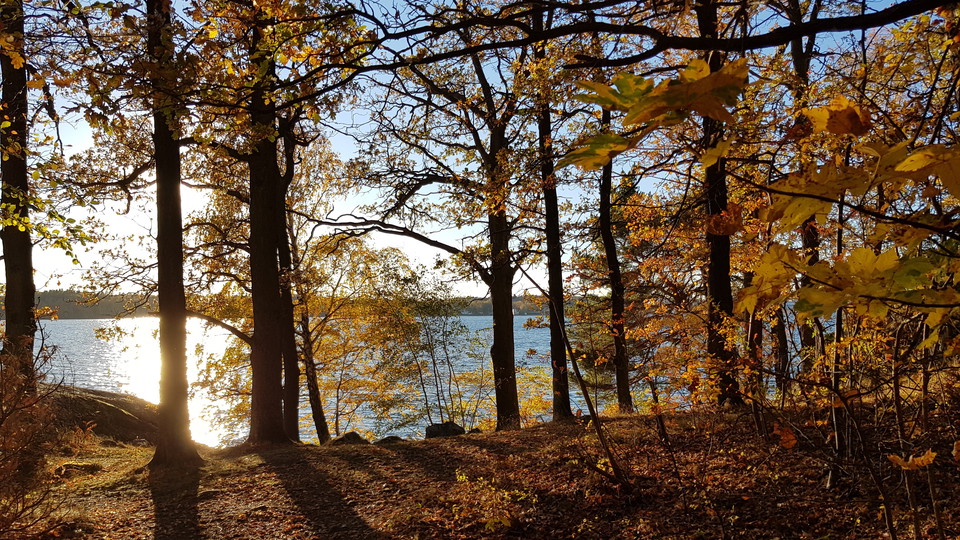 Strandskog i Kappsta. Foto Lidingö stad