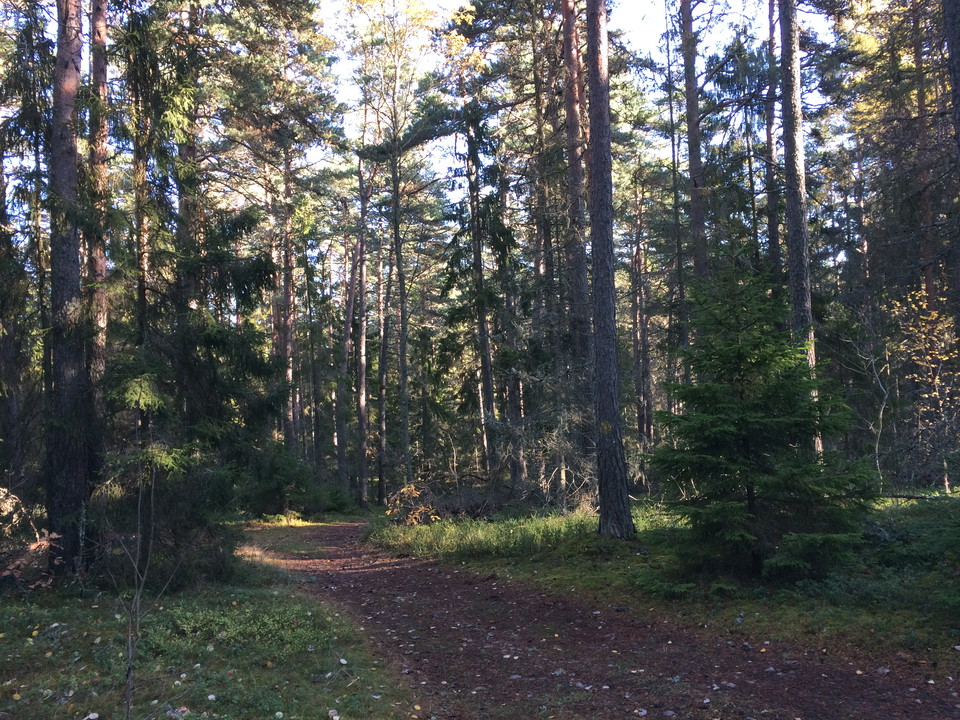 En bred, jämn stig genom skogen.