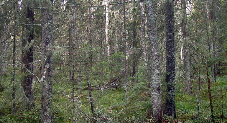 Hällabomossen.