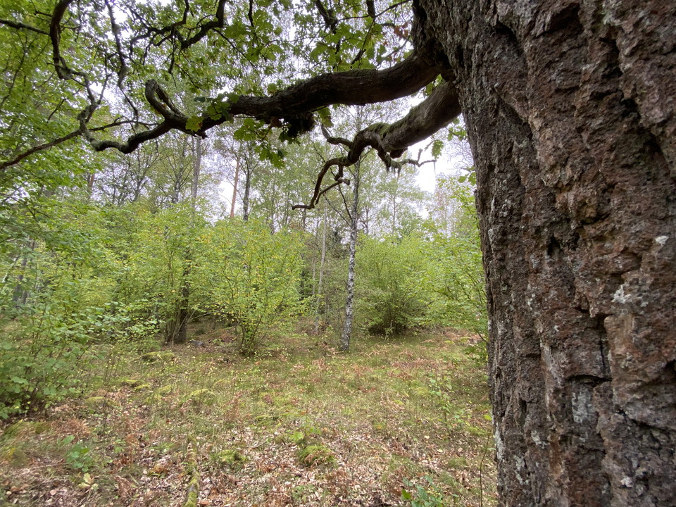 Närbild på en trädstam, i bakgrunden syns buskar.