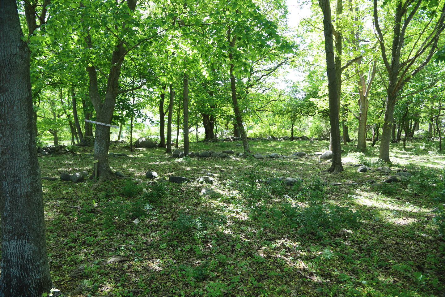 Ekskog