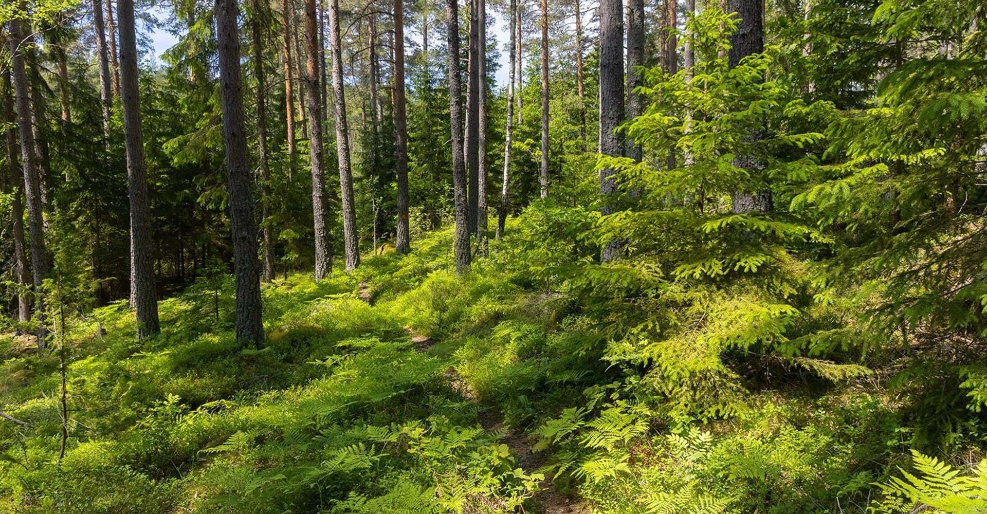 Leden går till största delen på skogsstigar. 
Etapp: Kisa-Pinnarp. 
Kinda