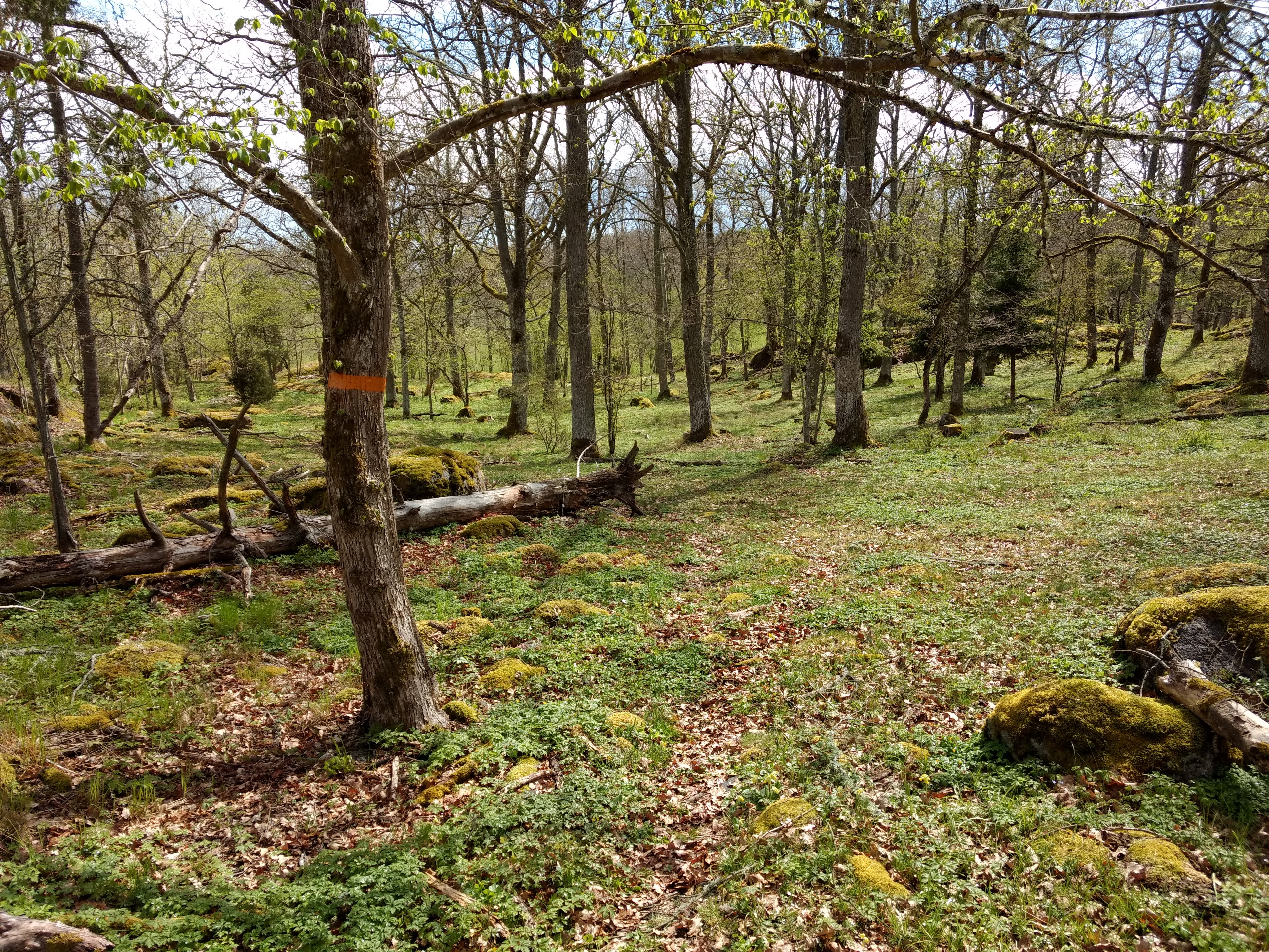Stegeborg rundslinga, Östgötaleden