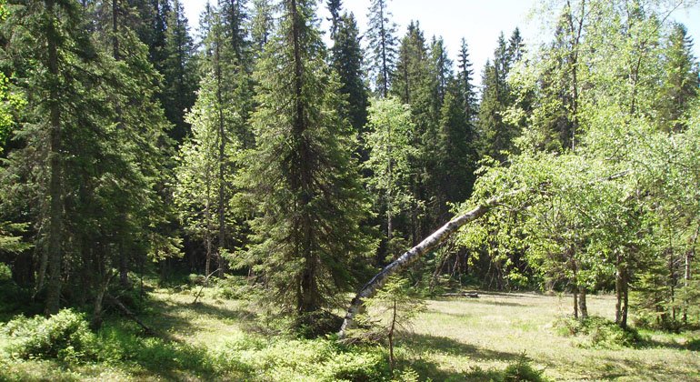 Skog i Oppsjöskogens naturreservat. Här finns gott om gamla, grova granar, några så gamla som 170 år.