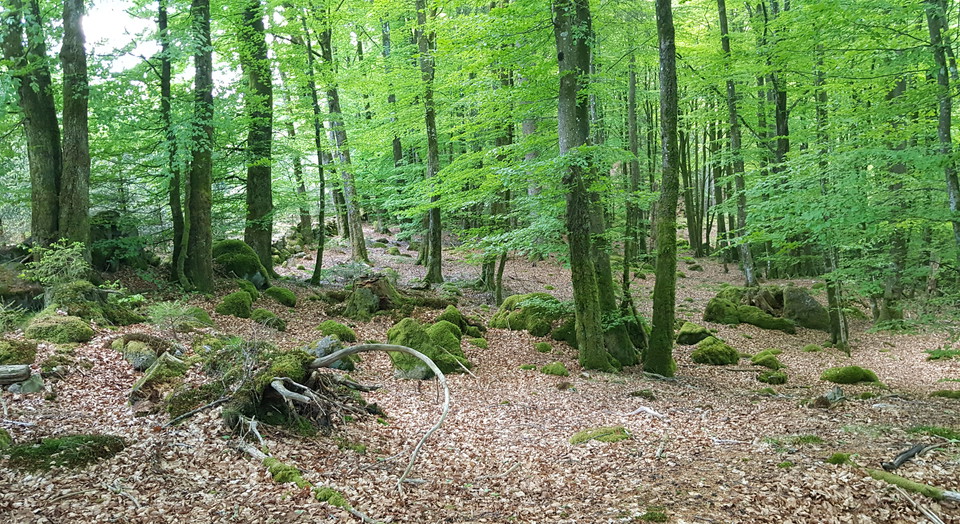Bokar vid fossila åkrar