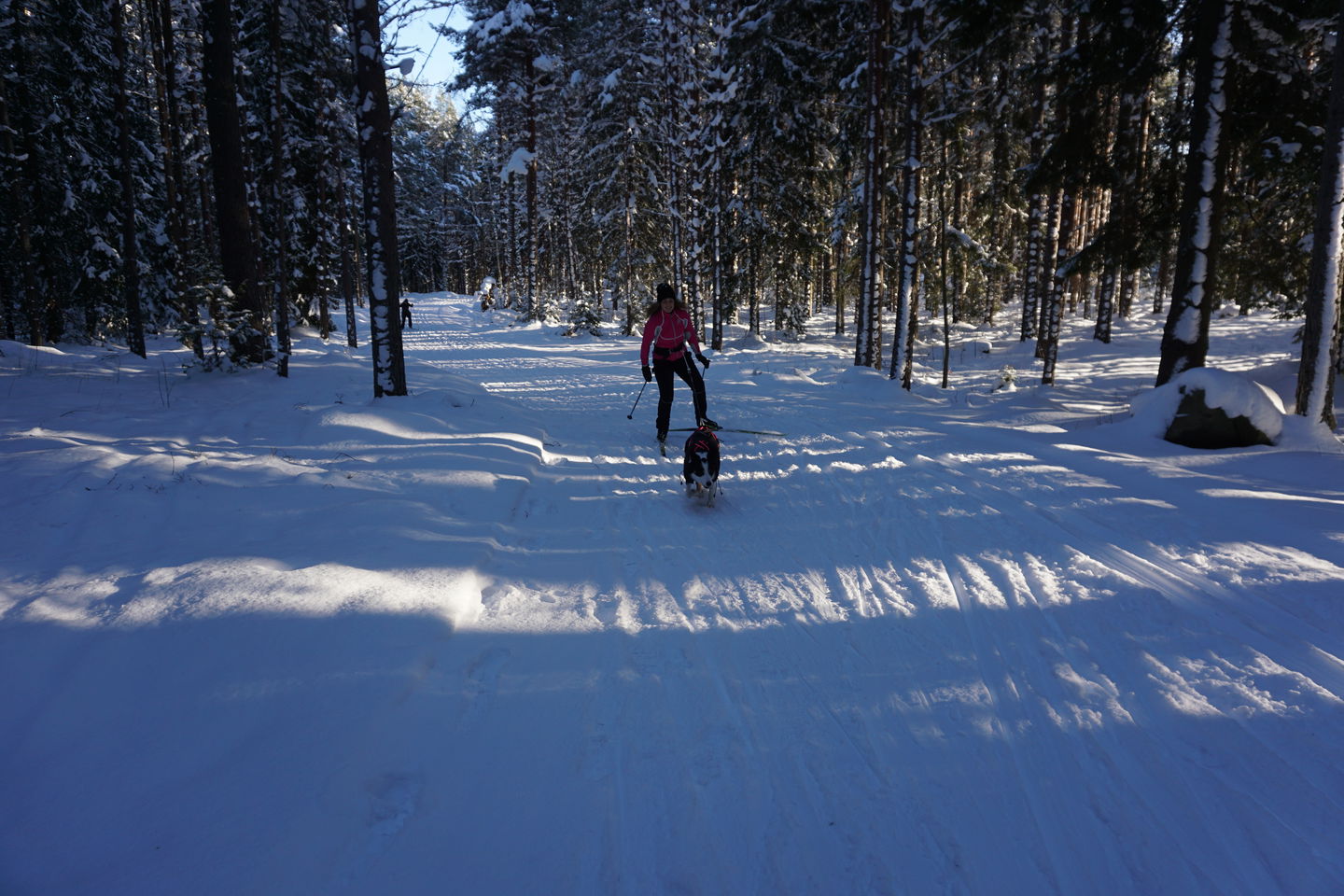 Skidåkning med hund 6 km spåret Hemlingby