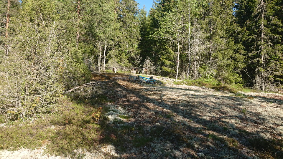 Bergshällar i en barrskog.