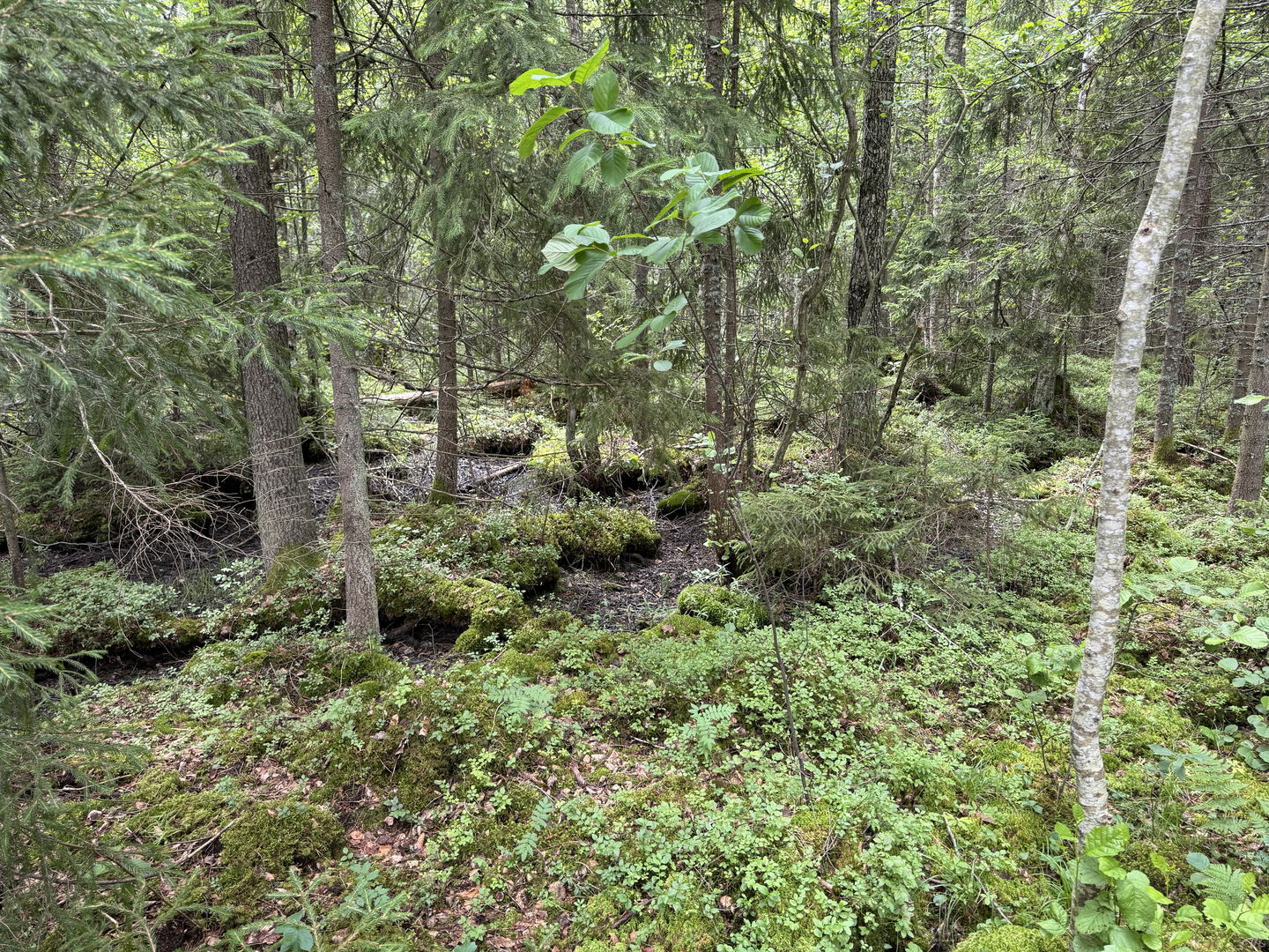 En bild på naturen i Harpebolsnäset