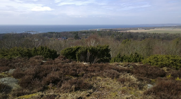 vy från utsiktsplats i reservatet över skog och hav