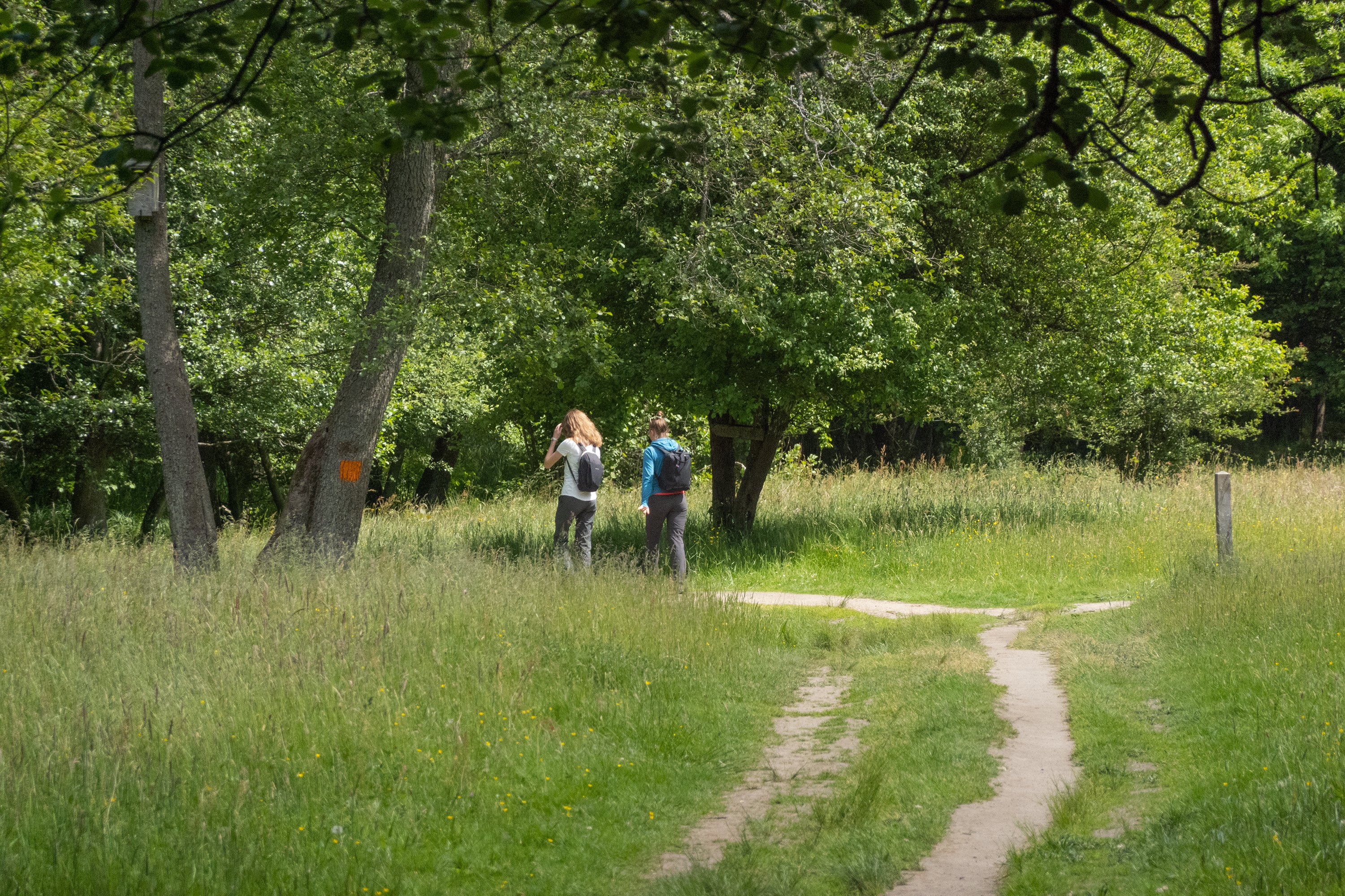 Två personer vandrar på en stig i en fäladsmark. Skog i bakgrunden.