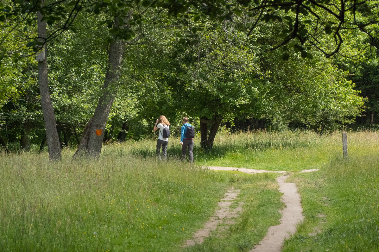 Två personer vandrar på en stig i en fäladsmark. Skog i bakgrunden.
