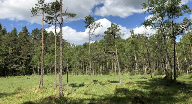 Stampmossen, naturreservat