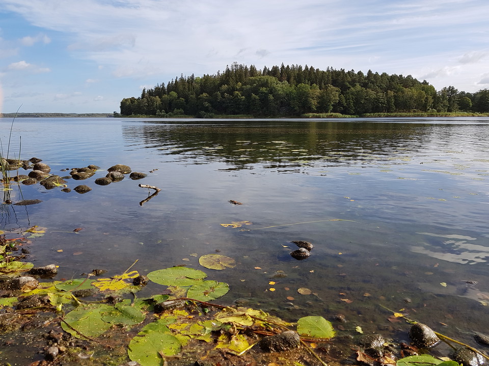 En sjö med näckrosblad. I bakgrunden en skogsbeklädd udde.
