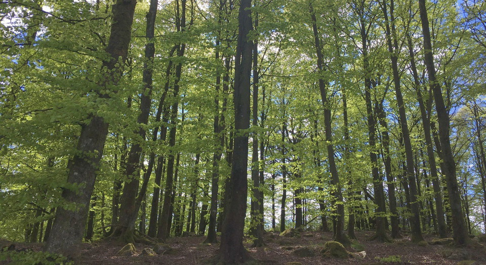 träd