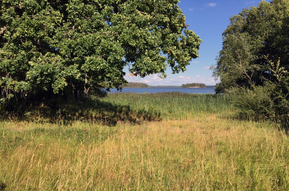 Skogsglänta med utsikt över Mälaren.