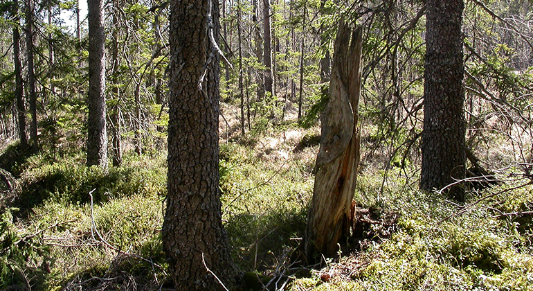 Gamla granar i Gräsbäckens naturreservat. Foto Anita Andersson.