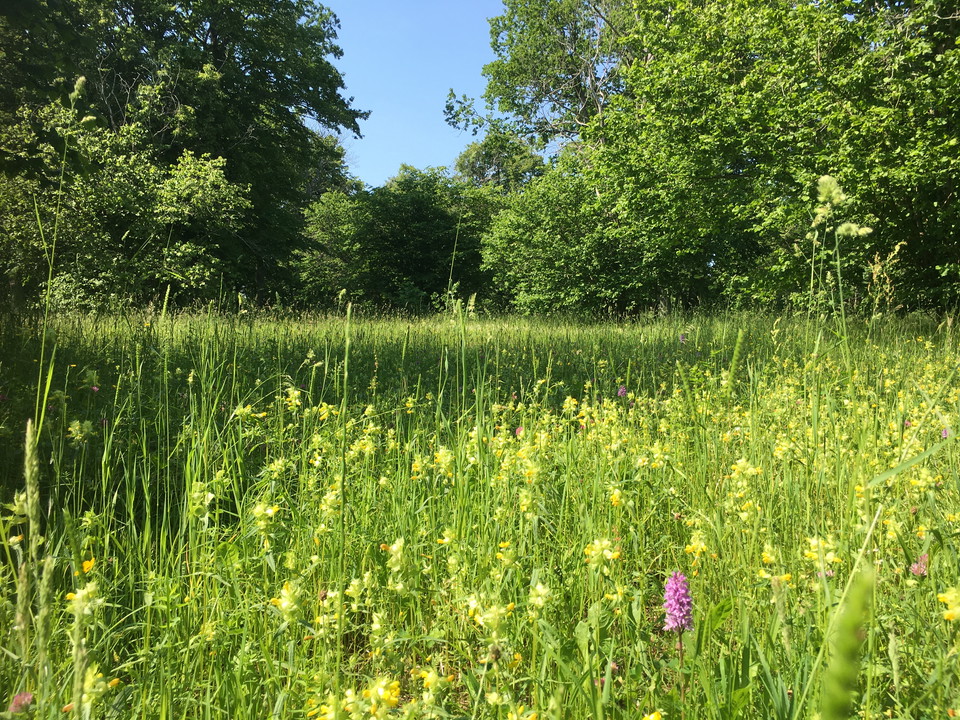 Blommande äng