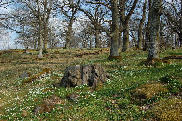 Norra Malma