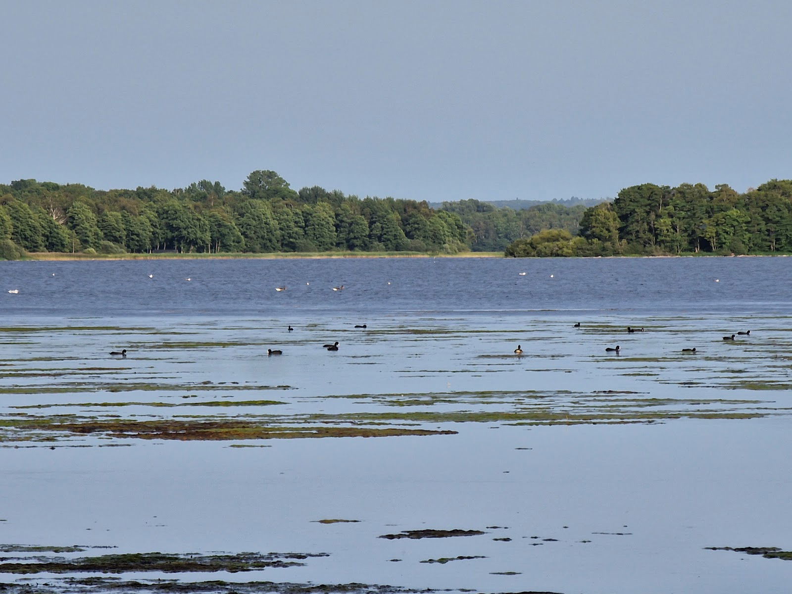 Sjöholmens badplats Eslöv